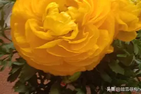 刚买了两盆芹叶牡丹，真好看！图片