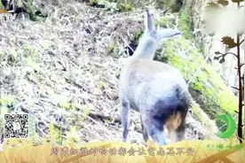 #秘境之眼#【准备过冬喽！】为了迎接冬天的到来视频封面