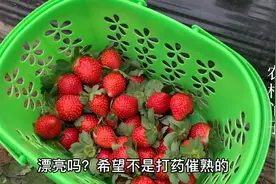 都说园里的草莓是打药催熟的，但还是很多人来摘，你怎么看？