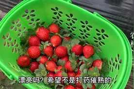 都说园里的草莓是打药催熟的，但还是很多人来摘，你怎么看？