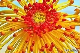 菊花 ，万花凋谢，美菊傲霜图片