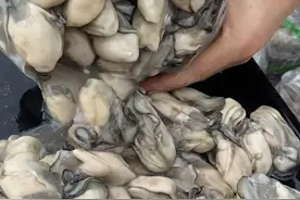 新鲜的生蚝肉视频封面