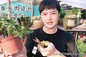多肉徒长需要怎么处理？多肉达人教你妙招，解决徒长枝杆不留疤！视频封面