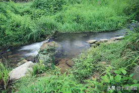 乡村趣味-有故事的战斗鸡图片