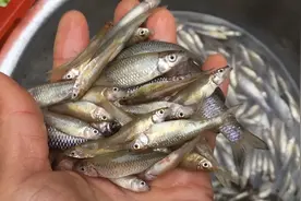 一斤鱼为什么煮熟只有3两重，是怎么回事，难道是