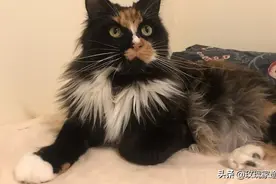 薛定谔的猫，甲骨文是怎么画的?图片