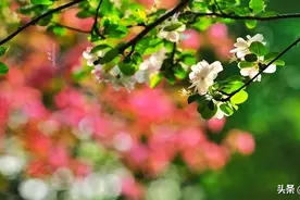 海棠依旧醉郑州 河南最大的海棠种植园 万株海棠花开似锦图片