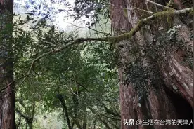 台湾拉拉山的神木区图片