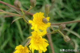 国色天香_牡丹花图片
