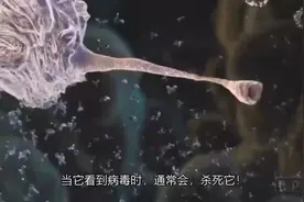 3D动画演示：病毒是如何进入细胞内部并快速在我们身体里传播