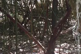 一只鸭子活吃了毒蛇竹叶青吃了一半像我跑来吓我死我了视频封面