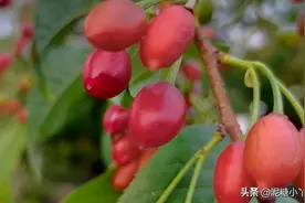 农村山上长着的野樱桃树，果子好看味却极苦，为何种的人还挺多？图片