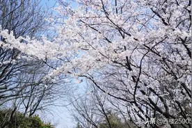 彭园梦幻早樱图片