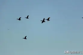 仰望，
飞鸟划过的天空，
喧嚣总是短暂，
平静才是永恒。图片