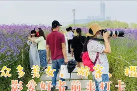 春暖花开的季节、流花山花海众多美女游客被芳香四溢的花海所吸引视频封面