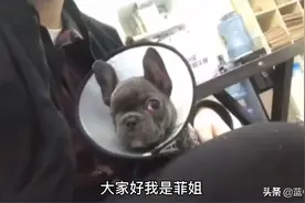 狗子第三眼睑手术vlog视频封面