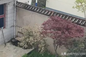 西安市长安区太乙宫农家院子出租西康高速关中环线 适合休养图片