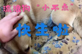 生活大百科之怎么鉴别狗狗有没有怀孕，资深养狗人士小路哥告诉您视频封面