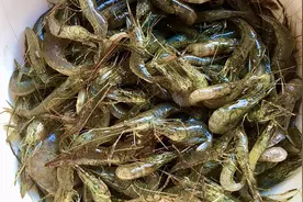鲜活的河虾怎么做好吃？饭店大厨教你家常做法，肉质鲜甜无腥视频封面
