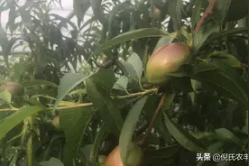 水果中的极品，好看好吃，还好运输，接近成熟了