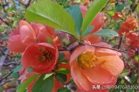 待到春暖花开时图片