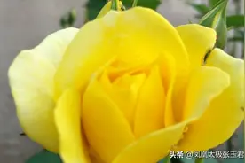 小院花开 少年安长图片