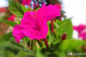 遇见她，正和清风说悄悄话图片
