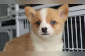 威尔士柯基幼犬 双色 精品 因为个人原因无法继续养，现出售！图片