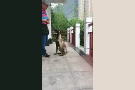 教狗学会“叫”很简单