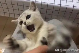 小猫使劲咬自己的尾巴，像吃了炫迈根本停不下来。视频封面