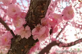 老树干上开花，也就榆叶梅这么美！图片