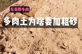 多肉大棚用粗砂种多肉，成本逐年增加，为啥坚持要用粗砂拌土视频封面