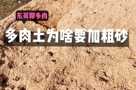 多肉大棚用粗砂种多肉，成本逐年增加，为啥坚持要用粗砂拌土视频封面