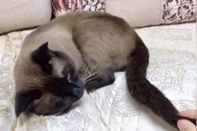 作死挑战！猫咪在睡觉，偷偷摸它的尾巴，会被咬吗？#居家铲屎官#