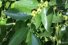 枣花虽小不显眼但很美，农家小院，开满枝头的枣花