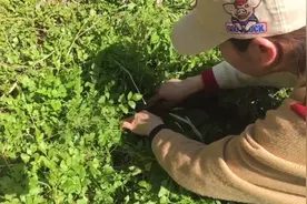 农村的地里野菜疯长，英子去摘水芹菜，气味浓香营养价值高功效多视频封面