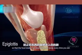 3D动画展示食物如何从我们进食消化到排出的整过程视频封面