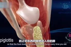 3D动画展示食物如何从我们进食消化到排出的整过程视频封面