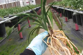 养兰花必备的“多菌灵”该如何使用？一定别用错，不然起反作用视频封面