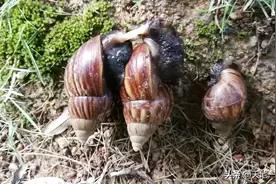 非洲大蜗牛交配，入侵我国的16种物种之一图片