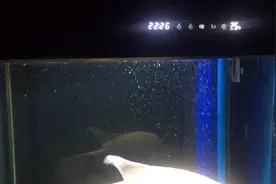 把鱼缸进水口改低，文氏管加大。增氧效果有意想不到的提高！