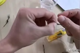 青鱼大物超级简单的绑钩方法，防止切线使用加固绳缠绕绑法视频封面