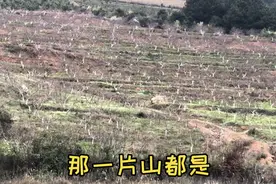 大山里面居然有这么赚钱的生意，这是真正的躺赚啊！视频封面