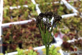 真正的食人花捕蝇草种子长什么样的？跟着食虫植物园艺师了解一下视频封面