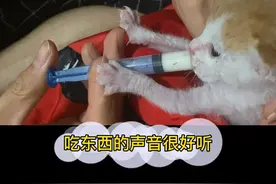 有什么好的方法喂猫吗？这么小的猫多久喂一次比较好，这几天有点视频封面