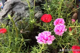 太阳花见到太阳就笑得美丽图片