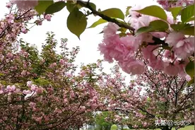美好的事如期而至，欣赏着如梦境一般的樱花图片