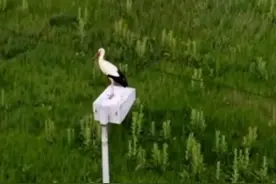 这是21世纪最伟大的爱情！不服来辩！（忠贞的玛琳娜和渣男阿克）视频封面