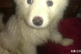 刚到的萨摩耶，萌萌哒图片