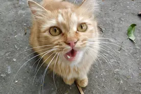家猫误闯流浪猫地盘，被哺乳期护子心切的流浪母猫打得哗哗大叫视频封面